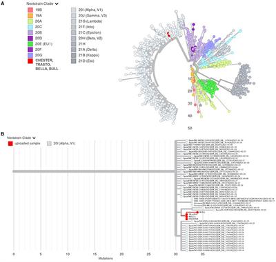 SARS-CoV-2 Infection in One Cat and Three Dogs Living in COVID-19-Positive Households in Madrid, Spain